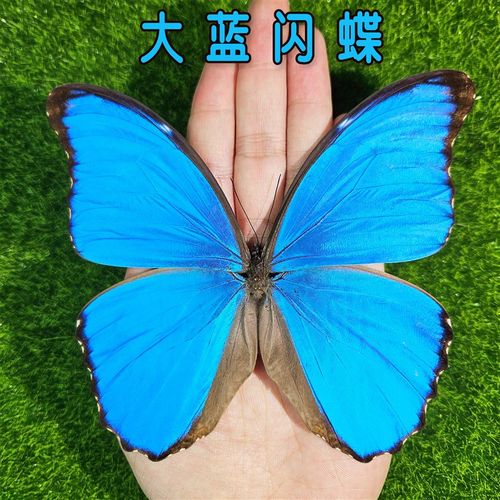 优选大蓝闪蝶进口稀有蝶 蝴蝶标本摆件 天然真昆虫展翅标本蓝色妖