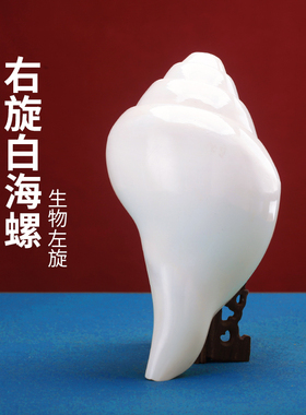 优选尼泊尔产白海螺佛家右旋生物左旋天然藏式密宗法器家用摆件八