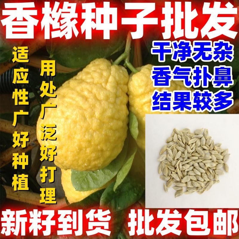 香橼种子枸橼子香圆香圆树香橼树种籽香泡种枸橼种子高大好种好看