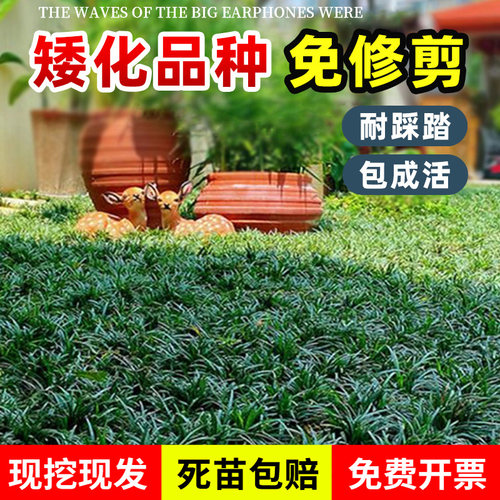 麦冬草苗日本矮麦冬草苗玉龙草庭院草坪绿化细叶金边耐寒地被植物
