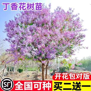 丁香花树苗浓香花苗花卉植物耐寒庭院四季室外别墅白紫丁香花盆栽