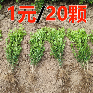 小叶黄杨苗瓜子黄杨苗四季常青绿化苗冬青苗北海道黄杨庭院篱笆苗