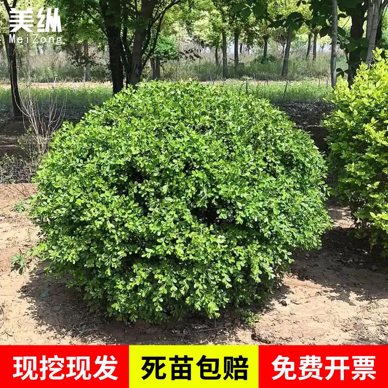 庭院绿化金叶女贞球树苗金禾女贞球形树四季常青耐寒小叶女贞球苗