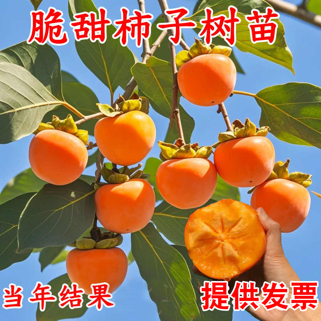 脆甜柿子树苗嫁接无核盆栽