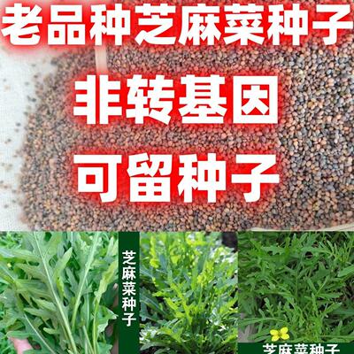 老品种芝麻菜子孑小青大籽