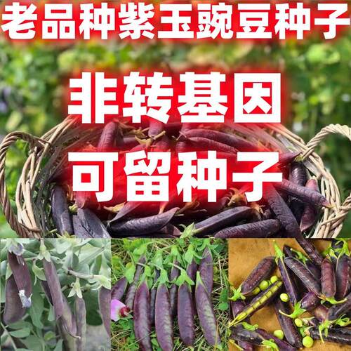 老品种紫玉豌豆子荚脆甜荷