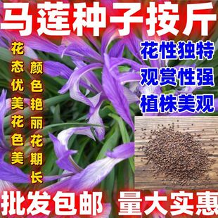 马莲种子 马兰花种子 马连多年生耐寒耐水耐涝水边花卉可水生