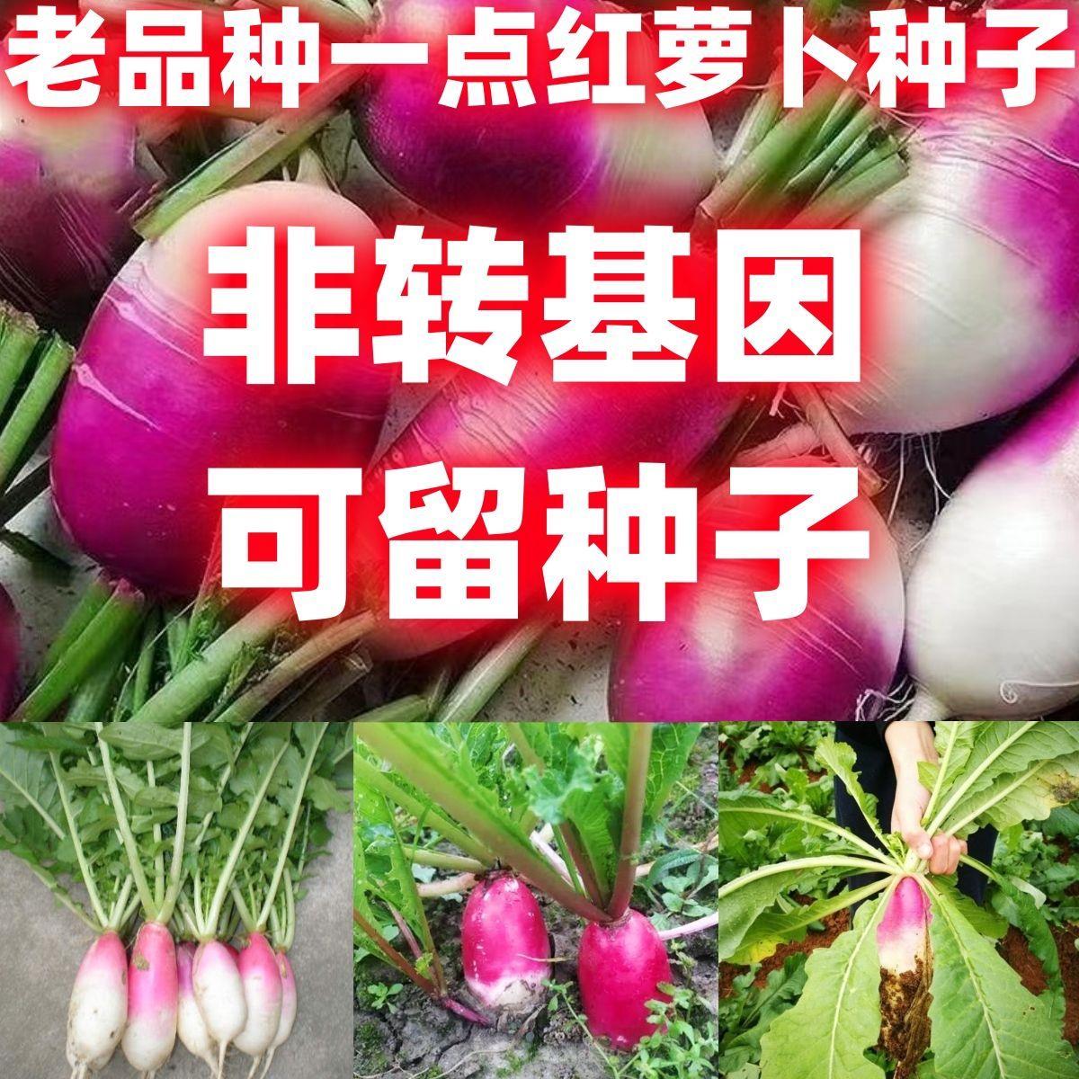 老品种一点红水果萝卜子四图片