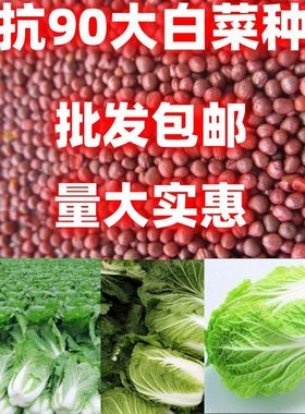 丰抗90大白菜种子丰抗90大白菜种子散装庭院田园蔬菜白菜种籽