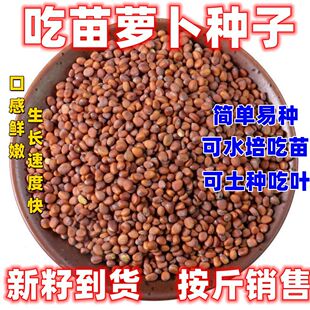 吃苗萝卜种子四季速生田园种可水培土培白根莱菔子芽苗菜种籽
