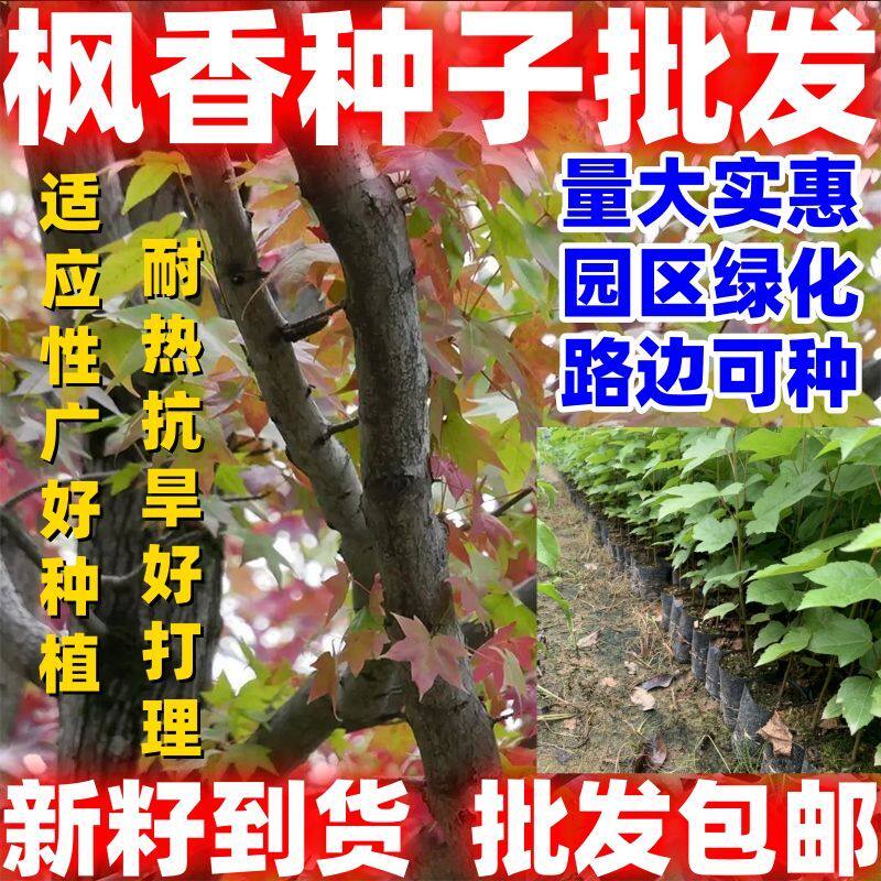 枫香种子林木种籽四季多年生景观树行道树观简单易种四季种植好种