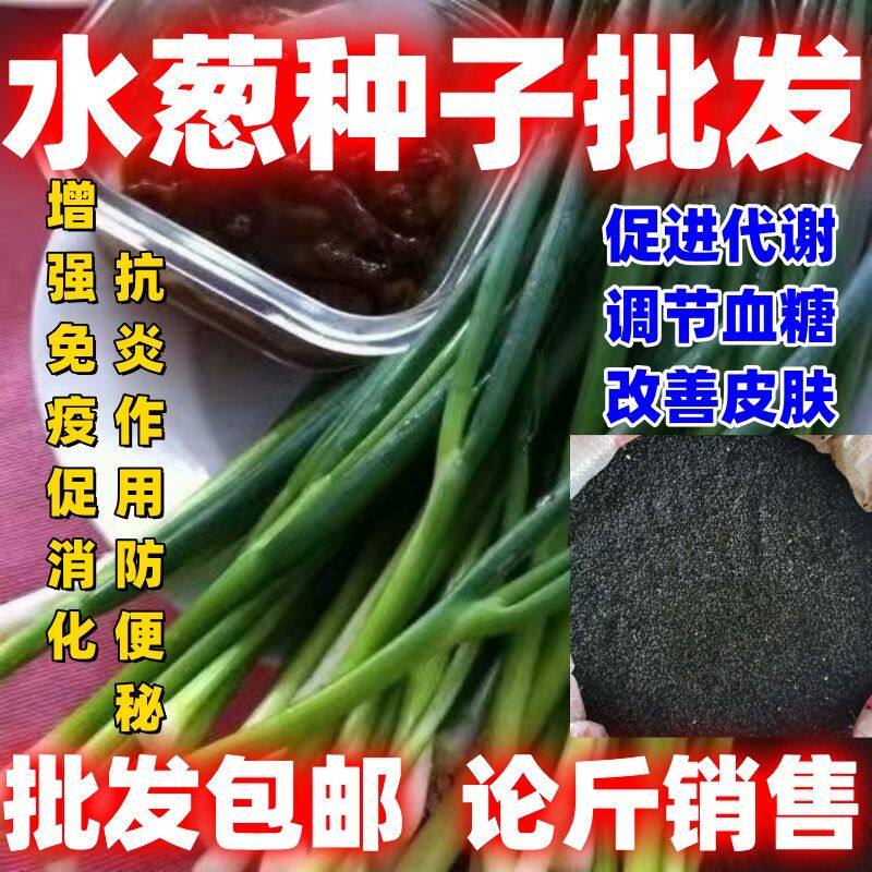 水葱种子水生植物水葱草野生水葱苗青叶水葱花叶水葱包邮
