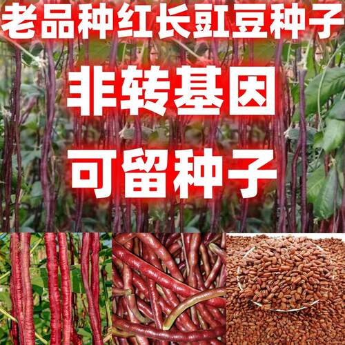 老品种红皮长豆角子庭院栽