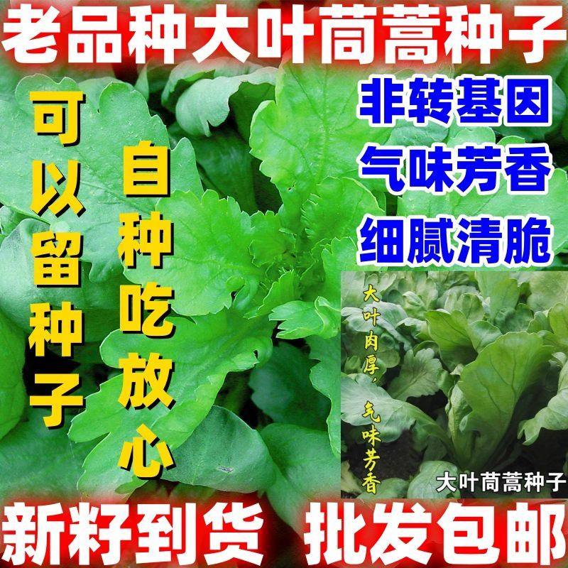 老品种茼蒿种子耐寒田园蔬菜种子易种植大叶茼蒿种子大叶可留种子,鲜花速递/花卉仿真/绿植园艺,家庭园艺种子,淘宝优惠券,粉丝福利购,淘宝优惠卷