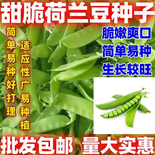 甜脆荷兰豆种子菜豌豆双