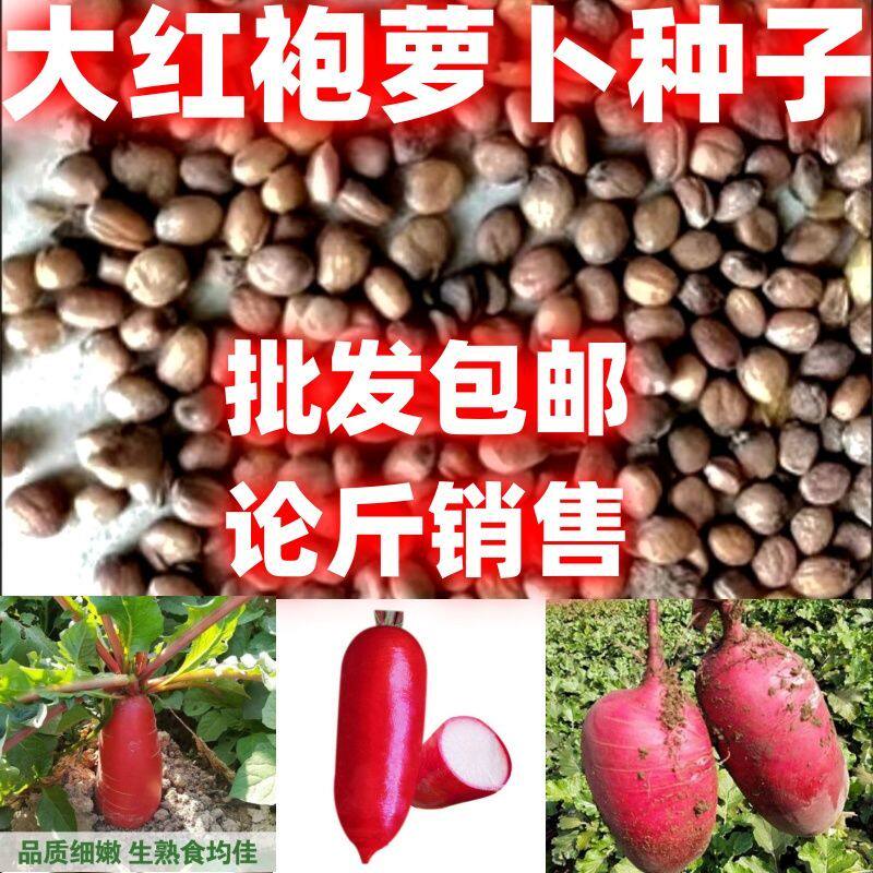 满身红萝卜种子大红袍萝卜种子大红袍萝卜种籽红皮白心田园萝卜种