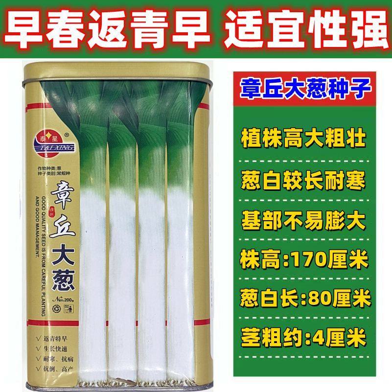 山东章丘大葱种子罐装铁