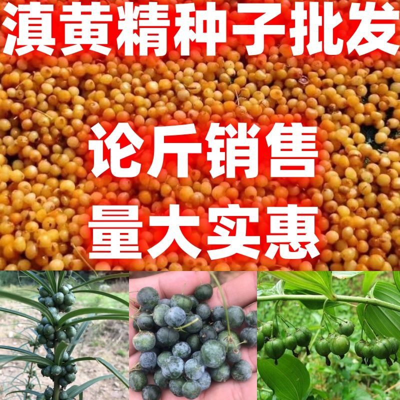 包邮论斤卖药材滇黄精种图片