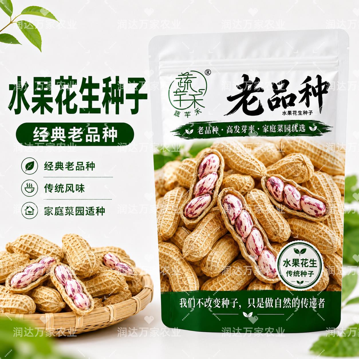 老品种水果花生种子可留图片