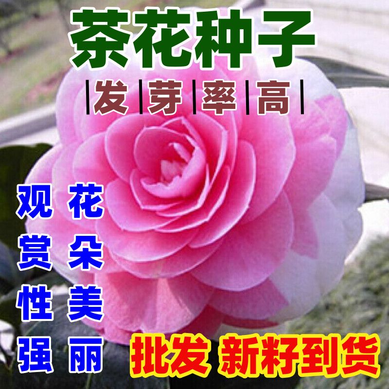 山茶花种子花卉种子花木种子林木种子盆栽山茶花树花朵好看鲜艳