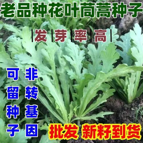老品种花叶茼蒿种子四季速生