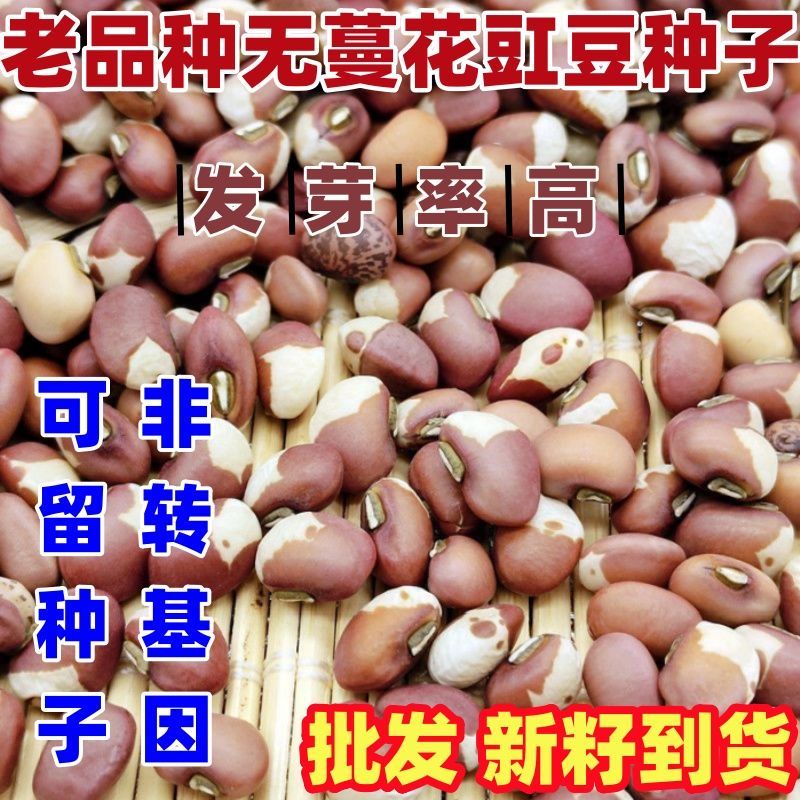 老品种无蔓花豇豆种子新