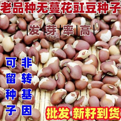 老品种无蔓花豇豆种子新