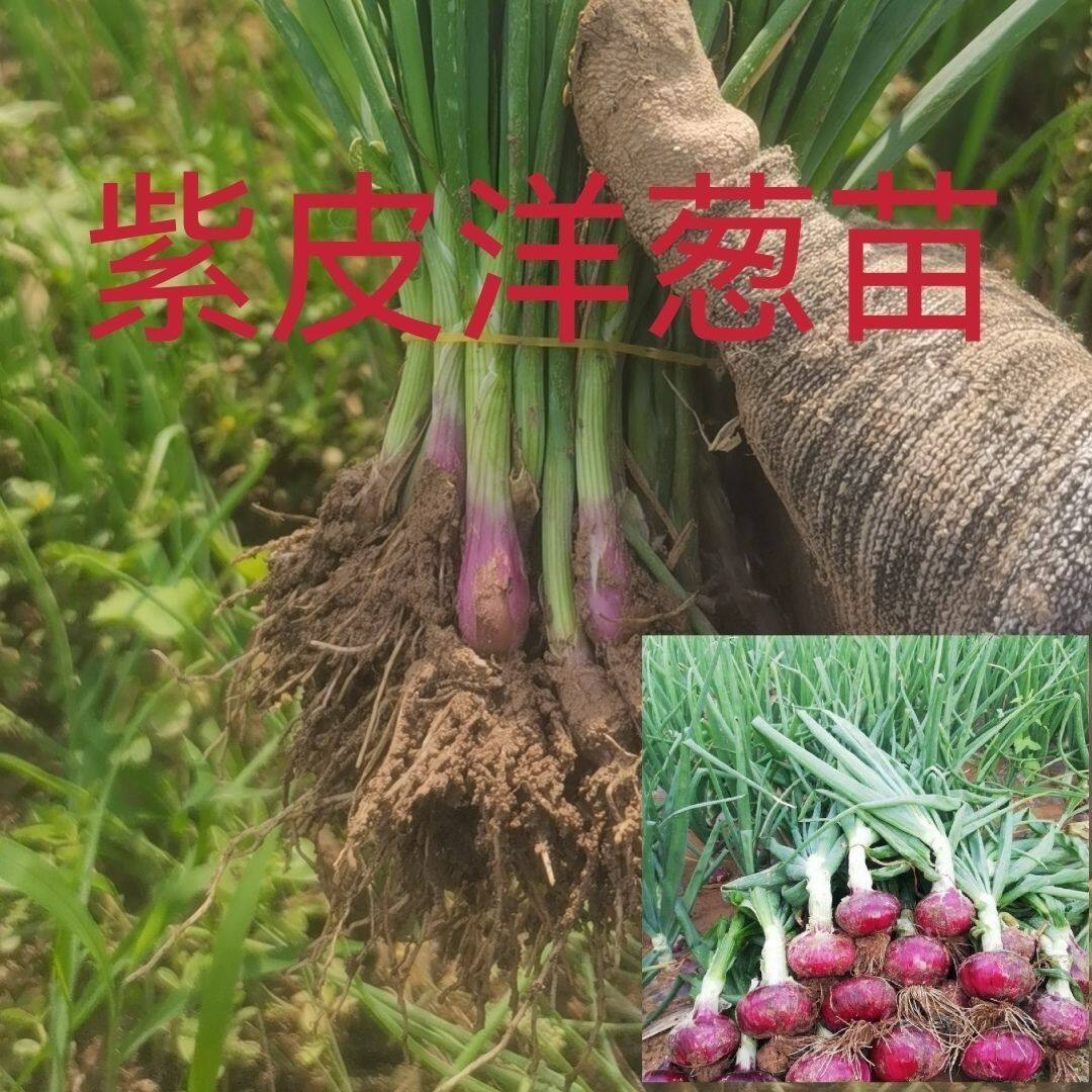 好货壮实洋葱苗水果紫皮葱头苗实惠葱苗耐寒种植专用