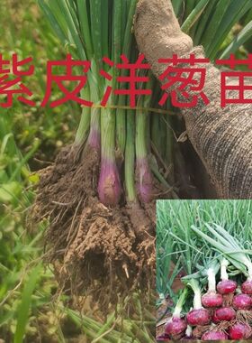 好货壮实洋葱苗水果紫皮葱头苗实惠葱苗耐寒种植专用
