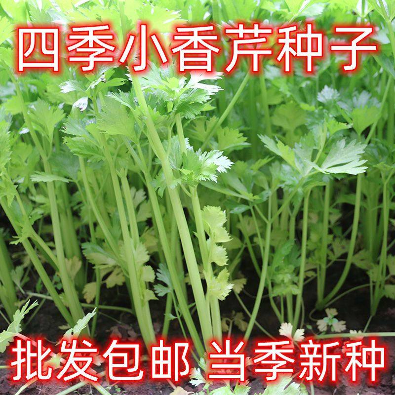 四季小香芹种子耐热芹菜种籽春秋季易种青菜籽阳台盆栽蔬菜种植,农用物资,蔬菜种子/种苗,淘宝优惠券,粉丝福利购,淘宝优惠卷