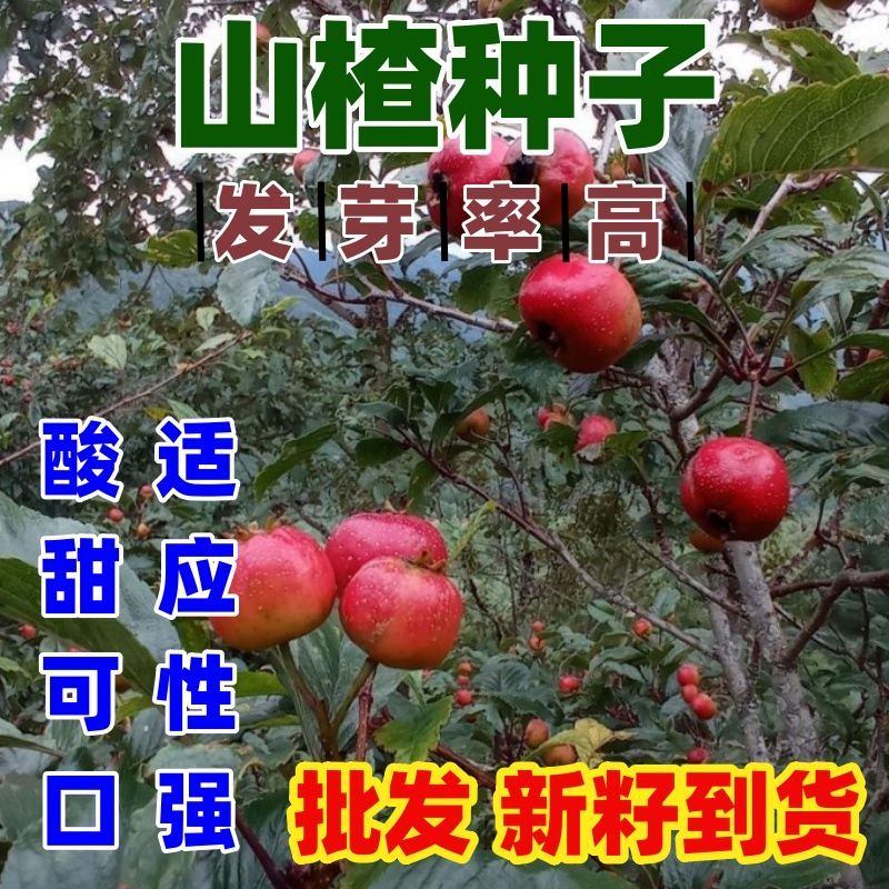 山楂种子 新采野生山楂树种籽 山里红种子育苗山楂籽果树苗木种子