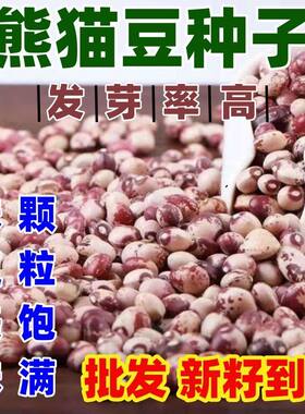 熊猫豆种子简单易种春夏