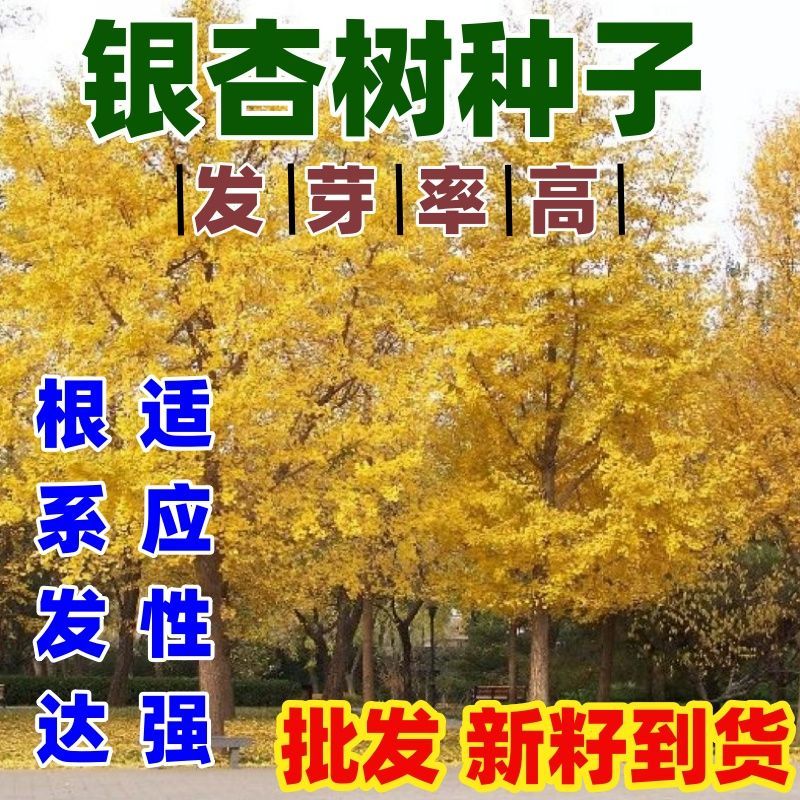 银杏树种子特级白果公孙