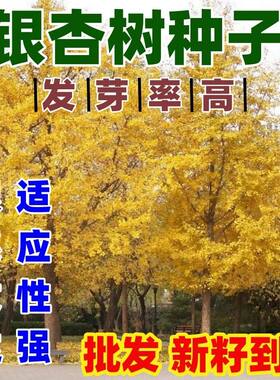 银杏树种子特级白果公孙
