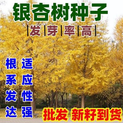 银杏树种子特级白果公孙