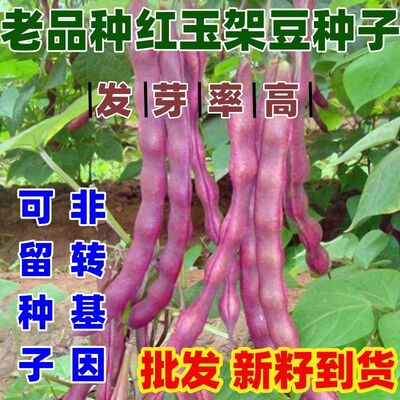 老品种红玉架豆王豆角种