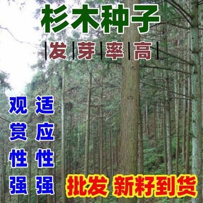 速生杉木种子出售新采林