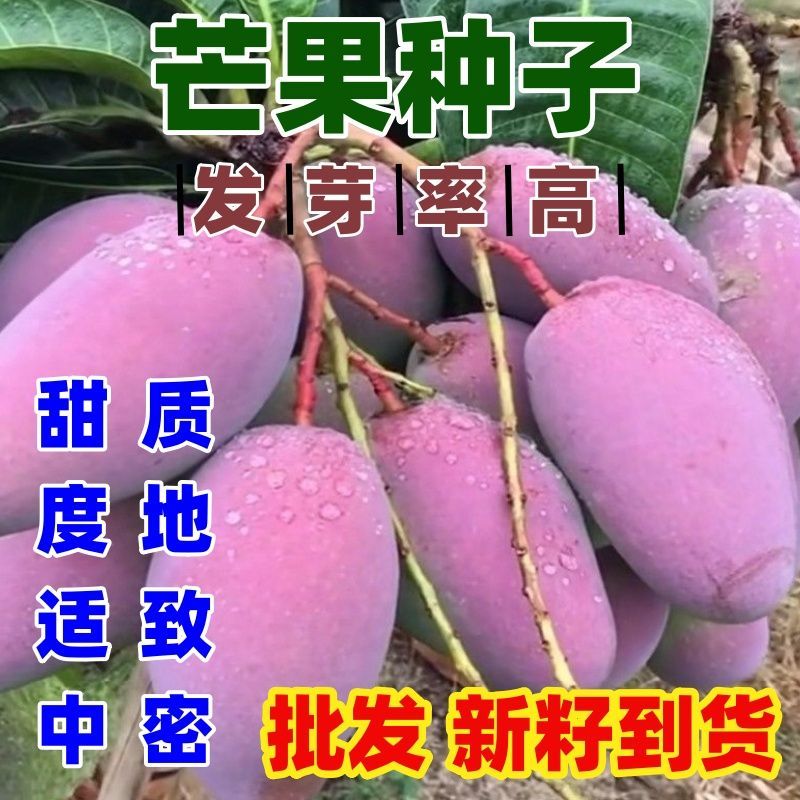 芒果种子包邮树贵妃当年