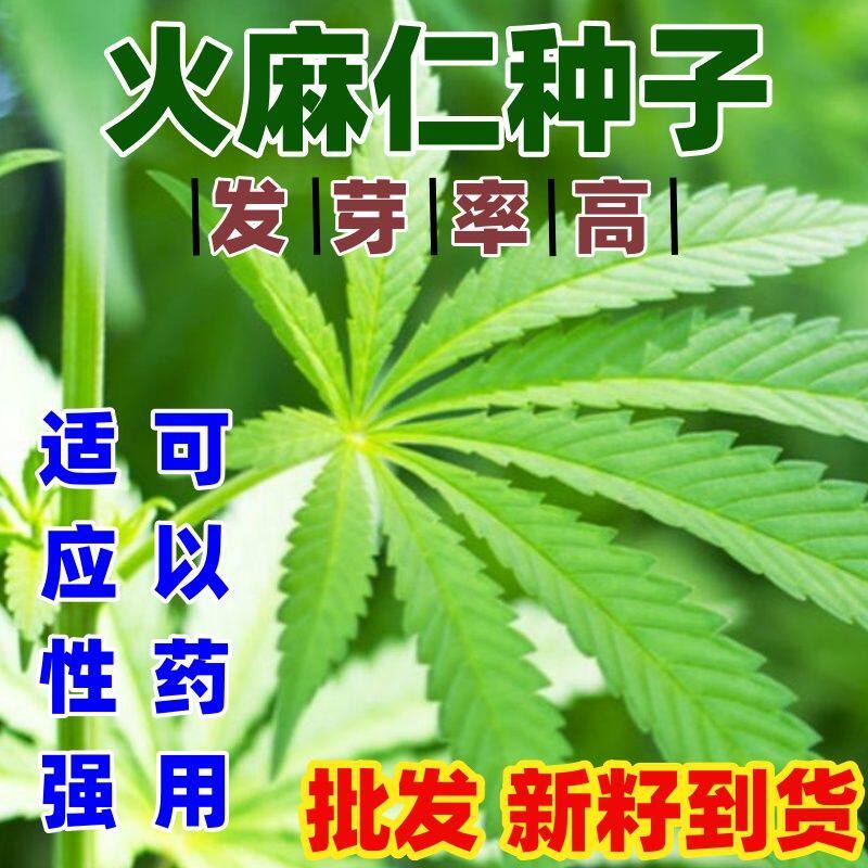 火麻仁种子野生中草药植物线麻胡麻野麻山丝苗散装南北方栽培易活