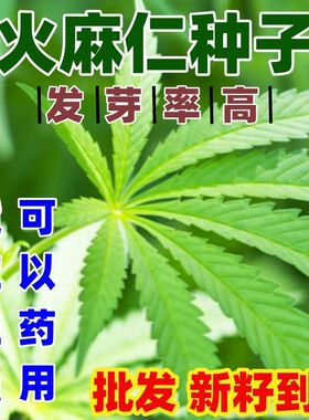 火麻仁种子野生中草药植物线麻胡麻野麻山丝苗散装南北方栽培易活