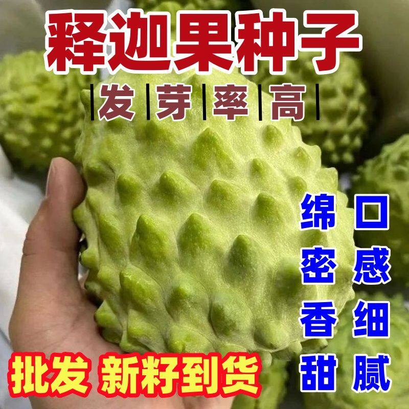 南方热带水果释迦种子番荔枝种子赖球果阳台庭院果树种子好吃好种