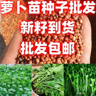 吃苗萝卜种子按斤卖芽菜白