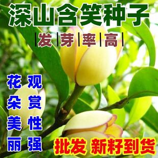 深山含笑种子含笑花种子乐昌含笑种子红花含笑树种籽按斤卖