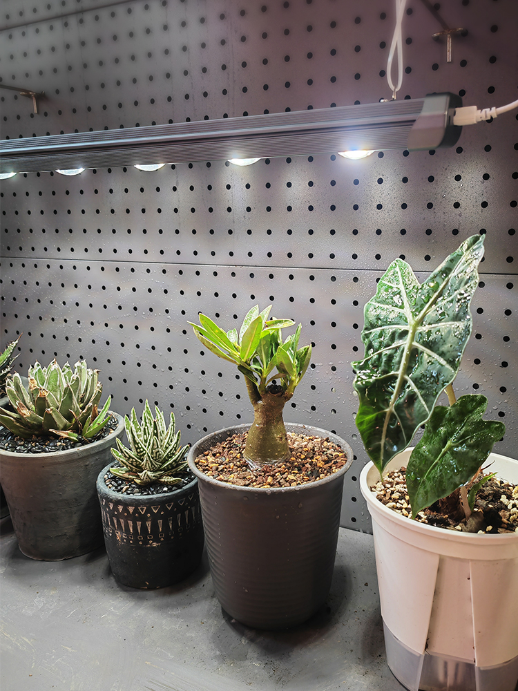 绿植生长灯块根龙舌兰鹿角蕨热植全光谱彷太阳光灯长条植物补光灯