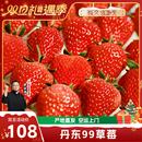 红颜99草莓牛奶草莓 丹东草莓新鲜水果应季 交个朋友双旦礼遇季