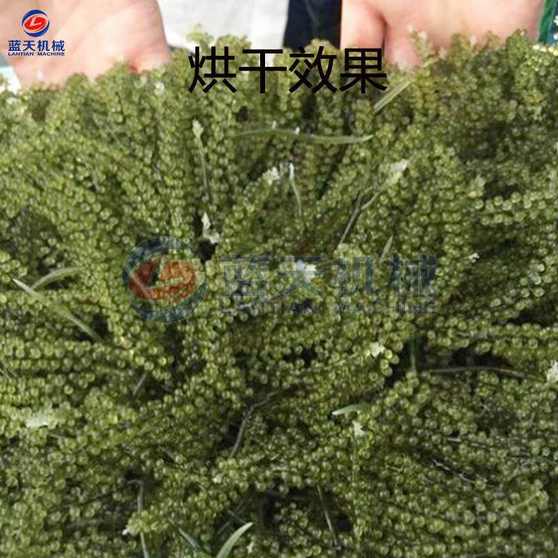 翡翠藻烘干房新海藻菜小球藻 绿鱼籽藻烘干设备鲜 OPY海葡萄烘干