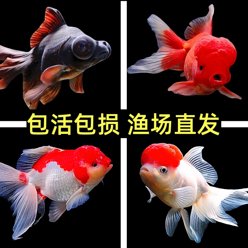 金鱼活鱼观赏鱼小型淡水好养冷水鱼锦鲤泰狮子头蝶尾兰寿草金鱼苗