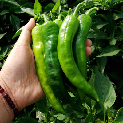 超辣辣妹子辣椒种子苗青椒红椒干椒辣椒种籽孑辣味浓高产四季种苗