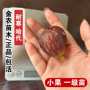 耐寒糖心无花果树苗阳台盆栽庭院地栽抗冻哈代无花果苗南北方种植