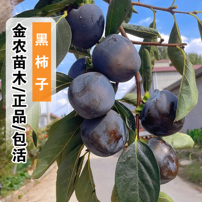 正品10月成熟包活黑柿子树苗
